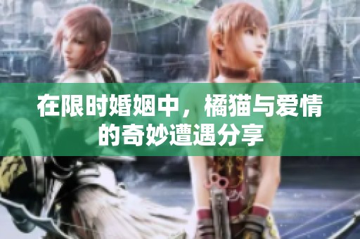 在限时婚姻中，橘猫与爱情的奇妙遭遇分享